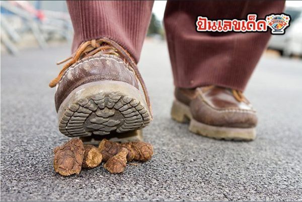 ฝันว่าเหยียบขี้หมา-"Dream of stepping on dog poop"