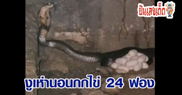 เลข งูเห่า-"Cobra number"
