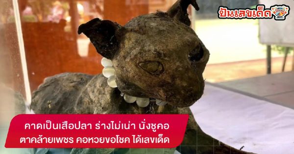 ซากสัตว์ร่างไม่เน่า คาดเป็นเสือปลา นั่งชูคอ ตาคล้ายเพชร คอหวยขอโชค ได้เลขเด็ด ติดตามที่นี่ เว็บปันเลขเด็ด!!