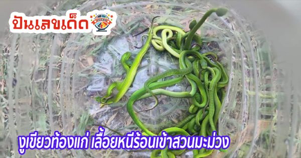 งูหนีร้อน-"Snake escapes heat"