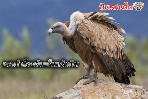 ฝันเห็น อินทรีย์-"Dream about organic"