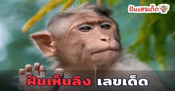 ฝันให้อาหารลิง ฝันเห็นลิง ทำนายฝันตามความเชื่อ บอกความหมาย พร้อมแนวทางเลขเด็ดแม่นๆ