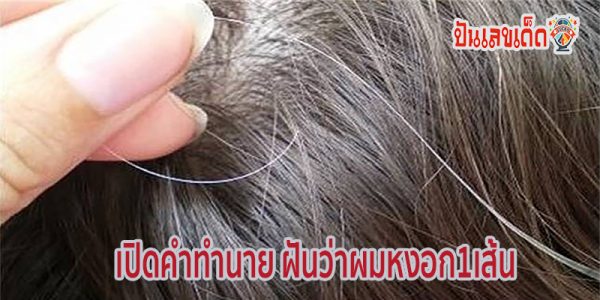 ฝันเห็นผมหงอก1เส้น-"Dream of seeing 1 gray hair"