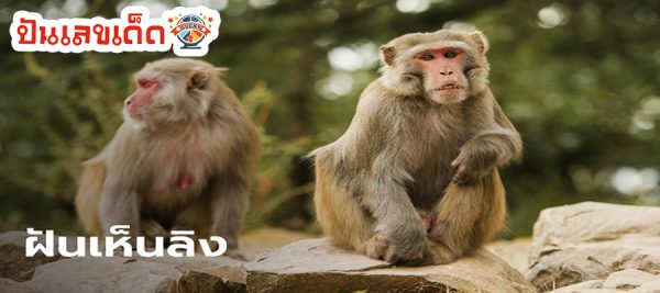 ฝันเห็นลิง2 ตัวเลข เด็ด-"Dream of seeing 2 monkeys, lucky numbers"