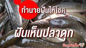 ฝันเห็นปลาดุก-"Dream of seeing a catfish"