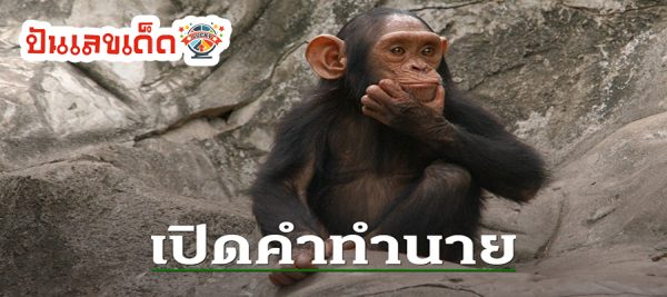 ฝันให้อาหารลิง-"Dream of feeding monkeys"