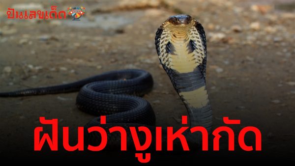ฝันว่างูเห่ากัด รวมคำทำนายฝันว่าโดนงูกัด สื่อถึงอะไร ทำนายฝันแม่นๆ พร้อมความหมาย และเลขเด็ดนำโชค