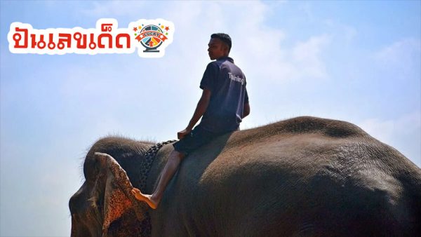 ฝันว่าได้ขี่ช้าง-''Dreamed of riding an elephant''