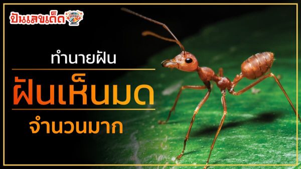 ฝันเห็นมดเยอะมาก มีผลอย่างไรกับการงาน การเงิน ความรักและสุขภาพของเราบ้าง ทำนายฝัน พร้อมตีเลขเด็ดแม่นๆที่นี่ เว็บปันเลขเด็ด
