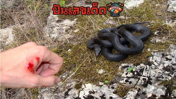 ฝันว่างูกัดแต่ไม่เป็นไร-"Dreamed that a snake bit you but it's okay"