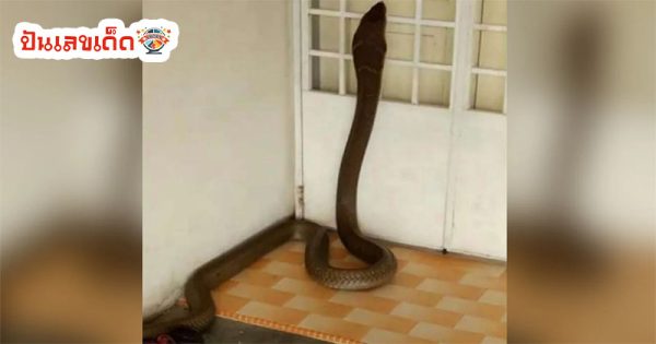 ฝันว่างูเข้าบ้าน-"Dreamed that a snake entered the-house"