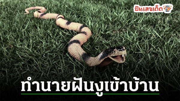 ฝันว่างูเข้าบ้าน ฝันเกี่ยวกับงู แบบนี้คือฝันดี หรือ ไม่ดี มีคำทำนายฝันว่าอะไร พร้อมเลขให้โชค