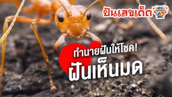 ฝันเห็นมดเยอะมาก -"Dreamed of seeing a lot of ants"
