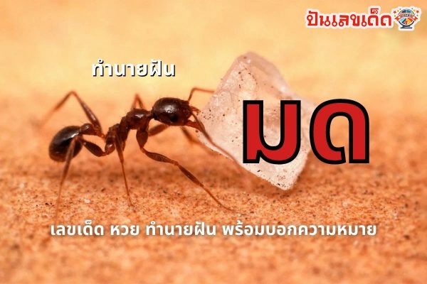 ฝันเห็นรัง มดแดง เลขเด็ด -"Dreaming of seeing a nest of red ants, lucky numbers."
