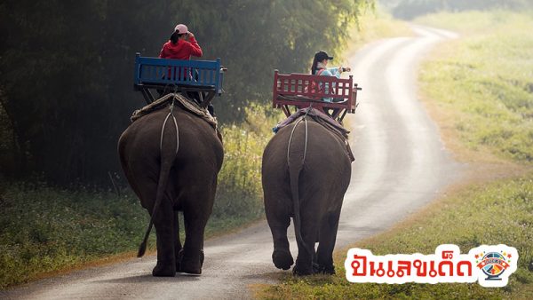 ฝันเห็นคนขี่ช้าง เลขเด็ด-''Dreaming of seeing someone riding an elephant lucky numbers''