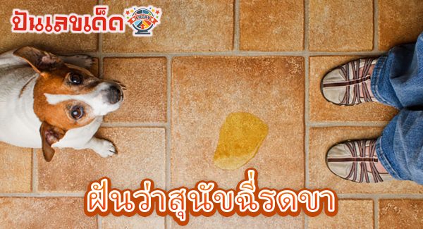 ฝันว่าสุนัขฉี่รดขา ทำนายฝันแม่นๆ เลขความฝัน การเสี่ยงโชค ฝันแบบนี้ จะมีความหมายดีหรือร้าย เช็กได้ที่ ปันเลขเด็ด