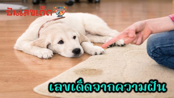 ฝันว่าสุนัขฉี่ใส่หัว-"Dreaming that a dog pees on your head"