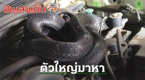 รถงูจงอาง-"King Cobra Car"