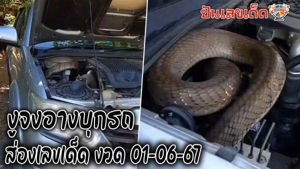 ต้อนรับวันพระใหญ่! เจองูจงอาง 4 เมตร บุกกระโปรงรถ คอหวยไม่พลาดตีเลขเด็ด