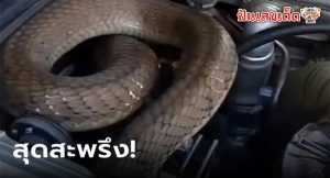 งูจงอางบุกรถ-"King cobra invades car"