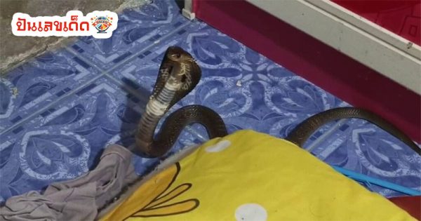 โชค ลาภ งูเข้าบ้าน-"Luck, fortune, snake enters the house"