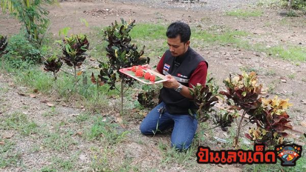 เลขพญาบึ้งงวดล่าสุด-"Latest Phaya Buu numbers"