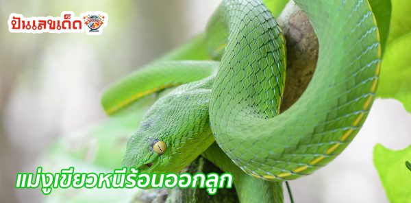 แม่งูหนีร้อนเข้าสวนมะม่วง -"The mother snake escapes the heat and enters the mango orchard."