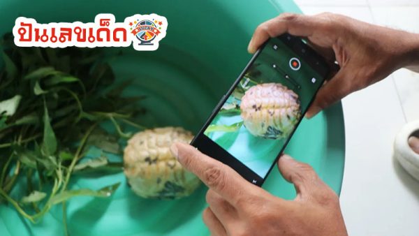 เต่านากินอะไร-''What do field turtles eat''