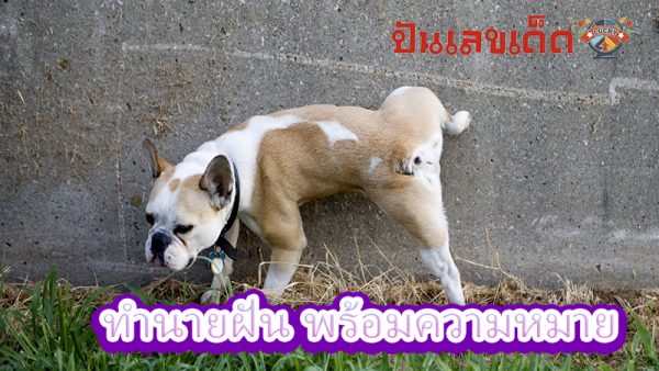 "<yoastmark