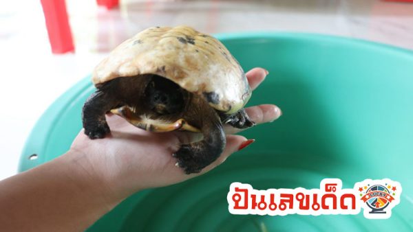 เต่านากระดองสีทอง-''golden softshell turtle''