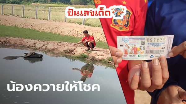 ควายให้โชค-"Buffalo brings luck"