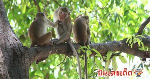 ฝันเห็นลิงฝูงใหญ่-"Dream of seeing a large group of monkeys"