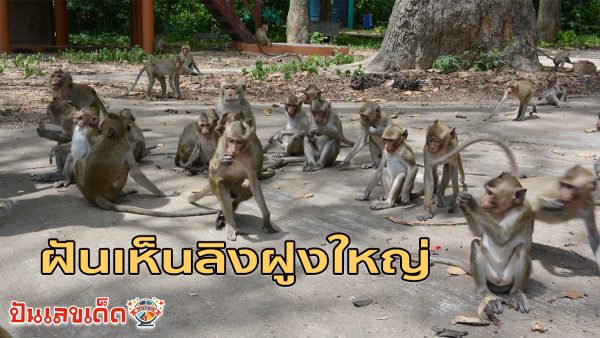 ฝันเห็นลิงฝูงใหญ่ หมายความว่าอะไร โชคร้าย หรือโชคดี เช็คคำทำนายฝันพร้อมเลขเด็ดให้โชคฟรี