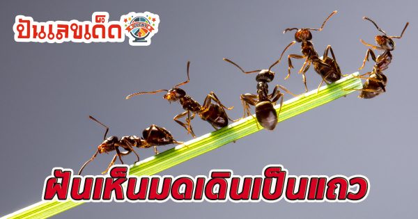 ฝันเห็นมดเดินเป็นแถว หมายความว่าอย่างไร พร้อมเลขเด็ด แม่นๆ ที่เกี่ยวกับความฝัน เช็กเลย!