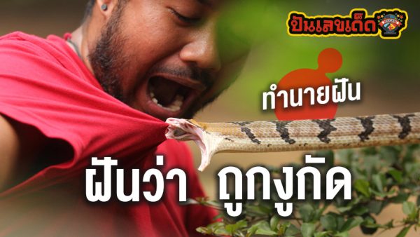 ฝันว่าจับงูด้วยมือเปล่า -"Dreaming of catching a snake with bare hands"