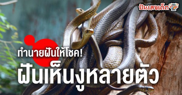ฝันเห็นงูตัวใหญ่หลายตัว มีความหมายดีหรือร้าย พร้อมคำทำนายความฝัน ตีเลขเด็ด ได้ที่นี่ punlekded!!!