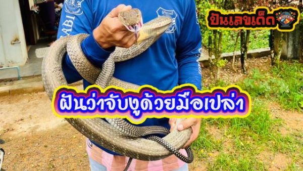 ฝันว่าจับงู เลขเด็ด -"Dreaming of catching a snake, lucky numbers"