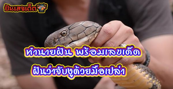 ฝันว่าจับงูด้วยมือเปล่า ทำนายฝันว่าอย่างไร พร้อมเลขให้โชค เลขเด็ดแม่นๆที่เว็บ punlekded.com