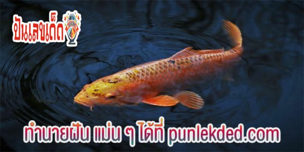 ฝันเห็นสัตว์น้ำ-"Dreaming of seeing fish in the water, lucky numbers"