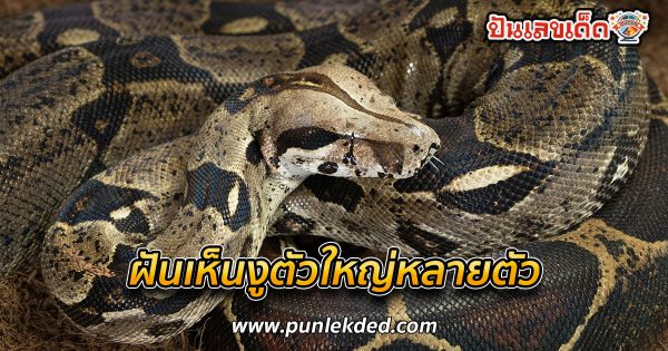ฝันเห็นงูหลายตัว เลขเด็ด-"Dreaming of seeing many snakes, lucky numbers"