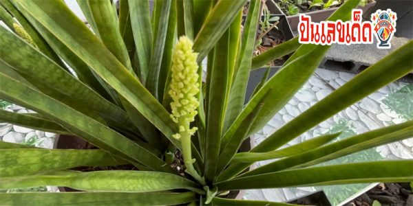 ต้นลิ้นมังกรออกดอก-"Flowering dragon tongue tree"