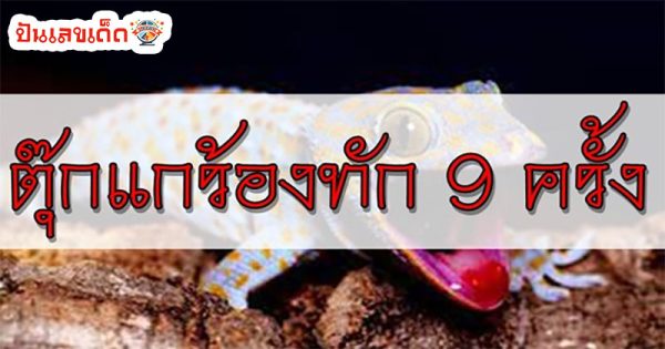 ตุ๊กแกร้อง 9 ครั้งเลขเด็ด-"Gecko cries 9 times, lucky-number"