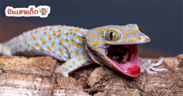 ตุ๊กแกร้อง เลขเด็ด-"Gecko singing lucky number"