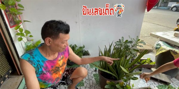 ส่องเลข ต้นลิ้นมังกร -"Lottery fans flock to see the dragon tongue tree."