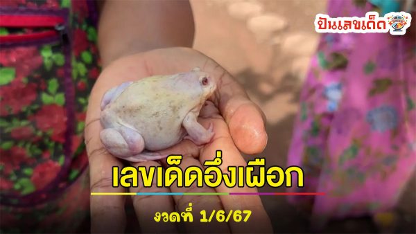 เลขเด็ด อึ่งเผือก เจ้าของเผย “เลขเด็ด” พร้อมเล่าคำอธิษฐานเจอตอนฝนตก
