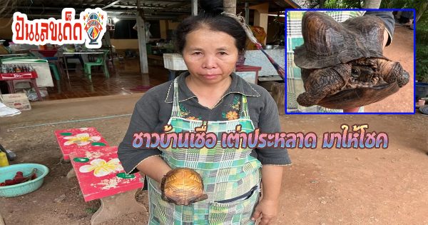 เลขเด็ด เต่าประหลาด-"Lucky number: strange turtle"