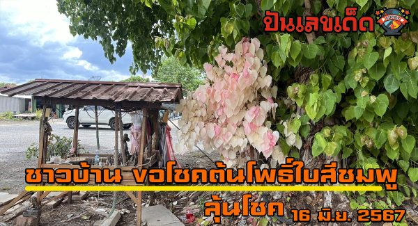 ฮือฮา ต้นโพธิ์ผลิใบสีชมพูสะพรั่ง ชาวบ้านเชื่อศักดิ์สิทธิ์ แห่ขอโชคลาภ สมใจปรารถนาหลายคน