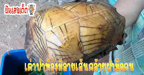 เต่าป่า-"wild turtle"