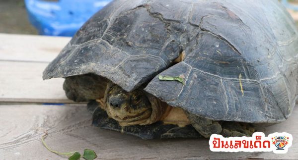 เต่าเข้าบ้านหมายความว่า-"A turtle entering the house means"