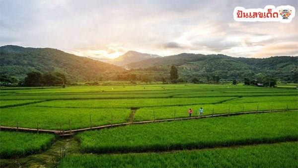 ฝันเห็นทุ่งนา-"Dream of seeing a rice-field"